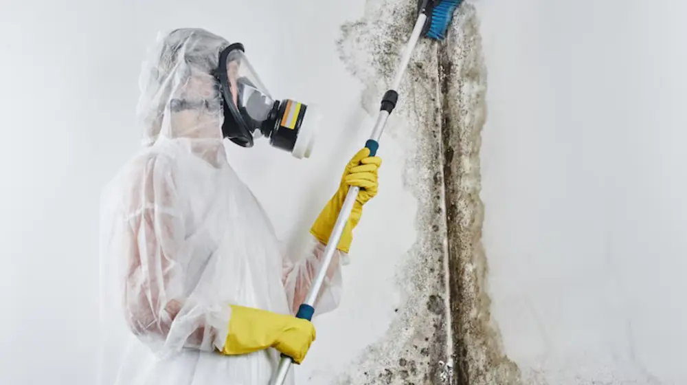 Technician in respirator and suit treating a mold affected wall
