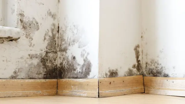 Mold along the lower wall of a basement room