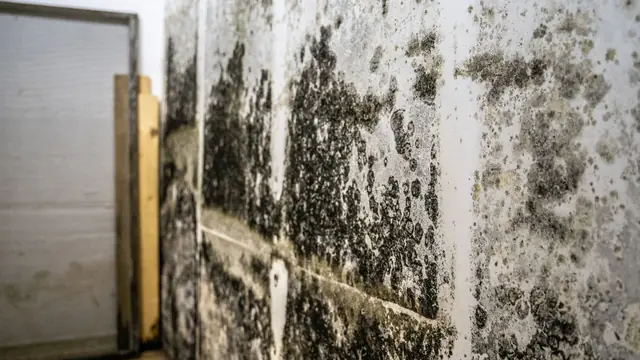 Mold growth across a basement block wall